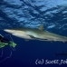 shark_silky_pip_jar_h_0096_cub2730.jpg